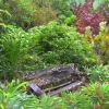 Zdjęcie z Nowej Zelandii - Waitati Gardens