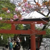 Zdjęcie z Japonii - Kamakura