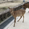 Zdjęcie z Japonii - Miyajima