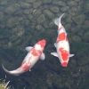 Zdjęcie z Japonii - Okayama