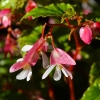 Zdjęcie z Nowej Zelandii - Roslinnosc Waitati Gardens
