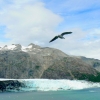 Zdjęcie ze Stanów Zjednoczonych - Margerie Glacier