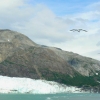 Zdjęcie ze Stanów Zjednoczonych - Margerie Glacier