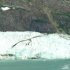 Zdjęcie ze Stanów Zjednoczonych - Margerie Glacier