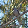 Zdjęcie z Australii - Miodożer maskowy czyli noisy miner