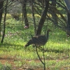 Zdjęcie z Australii - Nogal prążkowany czyli  malleefowl