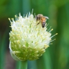 Zdjęcie z Australii - Fauna i flora 