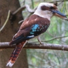 Zdjęcie z Australii - Drapiezna kookaburra, najwiekszy przedstawiciel rodziny zimorodkow