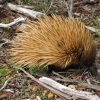 Zdjęcie z Australii - Echidna (kolczatka), takiej rudej jeszcze nie widzialem :)