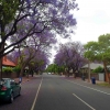 Zdjęcie z Australii - Jacarandowa ulica