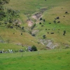 Zdjęcie z Australii - Poludniowoaustralijska wies