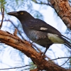 Zdjęcie z Australii - Strepera czyli currawong