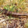 Zdjęcie z Australii - Jaszczura blue tongue