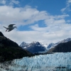 Zdjęcie ze Stanów Zjednoczonych - Margerie Glacier