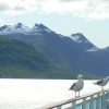 Zdjęcie ze Stanów Zjednoczonych - Glacier Bay