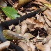Zdjęcie z Australii - Jadowity waz brown snake