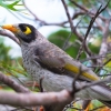 Zdjęcie z Australii - Miodożer maskowy czyli noisy miner