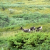 Zdjęcie ze Stanów Zjednoczonych - Denali N.P.