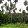 Polinezja Francuska - RAIATEA