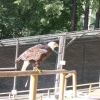 Zdjęcie z Polski - Leśny Park Niespodzianek