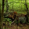 Zdjęcie z Polski - puszcza białowieska