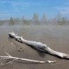 Zdjęcie z Kanady - Plaża nad jeziorem Erie, Ontario