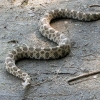 Kanada - Park Massasauga