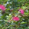 Zdjęcie z Tajlandii - Tajska flora
