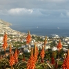Zdjęcie z Portugalii - całe Funchal w dole....