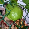 Zdjęcie z Portugalii - owoc mocno wrośnięty w siatkę ogrodzenia:)