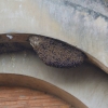 Zdjęcie z Tajlandii - Gniazdo pszczol w murach swiatyni Wat Chedi Luang 
