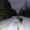 Zdjęcie z Finlandii - Husky-Safari 