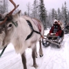 Zdjęcie z Finlandii - Safari z reniferami