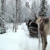 Zdjęcie z Finlandii - Safari z reniferami