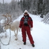 Zdjęcie z Finlandii - Safari z reniferami