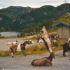 Zdjęcie z Norwegii - 