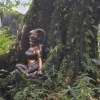 Zdjęcie z Tajlandii - Doi Inthanon - najwyzszy punkt Tajlandii