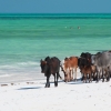 Zdjęcie z Tanzanii - Paje Beach