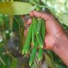Zdjęcie z Tanzanii - wanilia