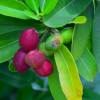 Zdjęcie z Vanuatu - Vanuacka flora