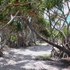 Zdjęcie z Vanuatu - Sciezka wokol wyspy Mystery Island