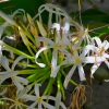 Zdjęcie z Vanuatu - Vanuacka flora