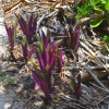 Zdjęcie z Vanuatu - Vanuacka flora