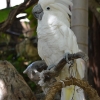 Zdjęcie z Curacao - 