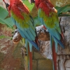 Zdjęcie z Curacao - 