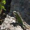 Zdjęcie z Curacao - 