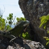 Zdjęcie z Curacao - 