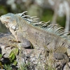 Zdjęcie z Curacao - 