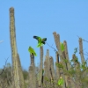Zdjęcie z Bonaire - 
