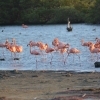 Zdjęcie z Bonaire - 